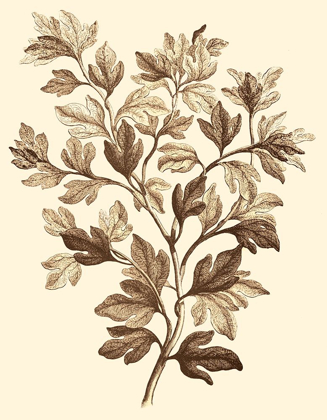 Picture of SEPIA MUNTING FOLIAGE I