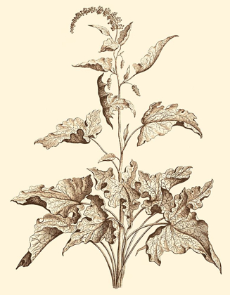 Picture of SEPIA MUNTING FOLIAGE II