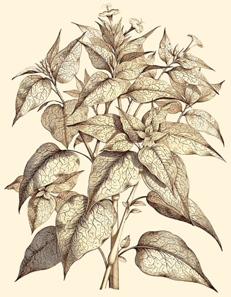 Picture of SEPIA MUNTING FOLIAGE III