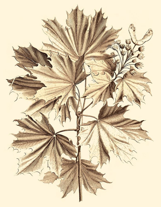 Picture of SEPIA MUNTING FOLIAGE V