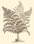 Picture of SEPIA MUNTING FOLIAGE VI