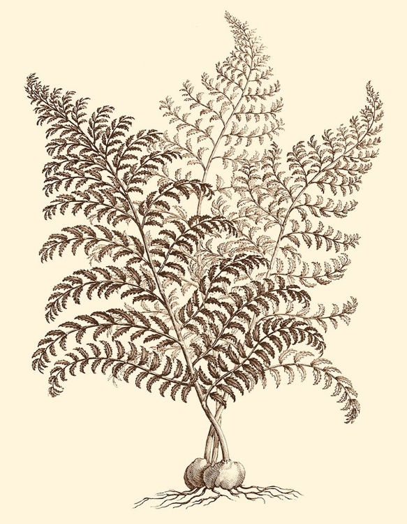 Picture of SEPIA MUNTING FOLIAGE VI