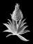 Picture of PINEAPPLE NOIR I