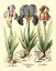 Picture of BULB GARDEN I