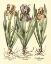 Picture of BULB GARDEN II