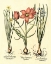 Picture of BULB GARDEN IV