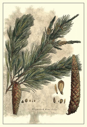 Picture of ANTIQUE WEYMOUTH PINE TREE