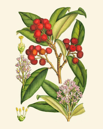 Picture of CRIMSON BERRIES I