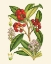 Picture of CRIMSON BERRIES I