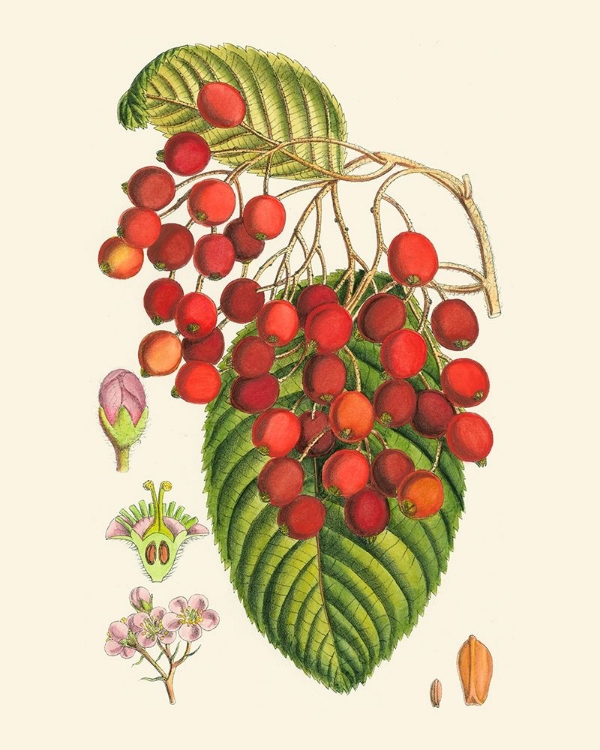 Picture of CRIMSON BERRIES II