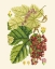 Picture of CRIMSON BERRIES III