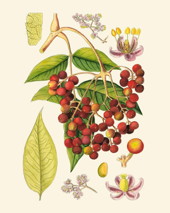 Picture of CRIMSON BERRIES IV