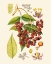 Picture of CRIMSON BERRIES IV