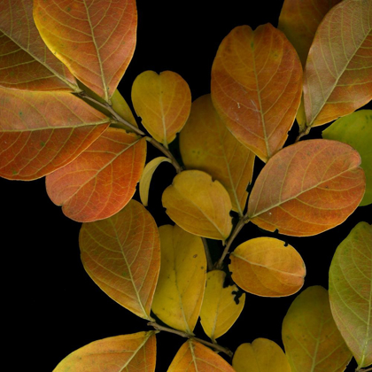 Picture of VIVID LEAVES I