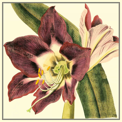 Picture of POETIC BLOSSOMS III
