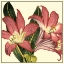 Picture of POETIC BLOSSOMS IV