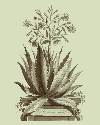 Picture of VINTAGE ALOE I