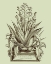Picture of VINTAGE ALOE IV