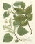 Picture of WEINMANN GREENERY III