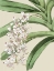 Picture of ORCHID BLOOMS I