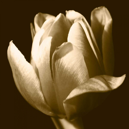 Picture of SEPIA TULIP II