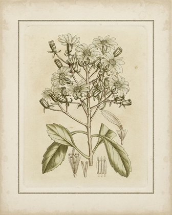 Picture of TINTED BOTANICAL I