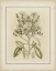 Picture of TINTED BOTANICAL I