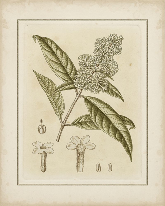 Picture of TINTED BOTANICAL II