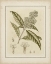 Picture of TINTED BOTANICAL II