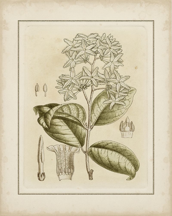 Picture of TINTED BOTANICAL III
