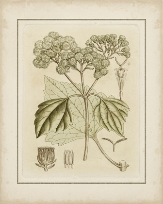Picture of TINTED BOTANICAL IV 