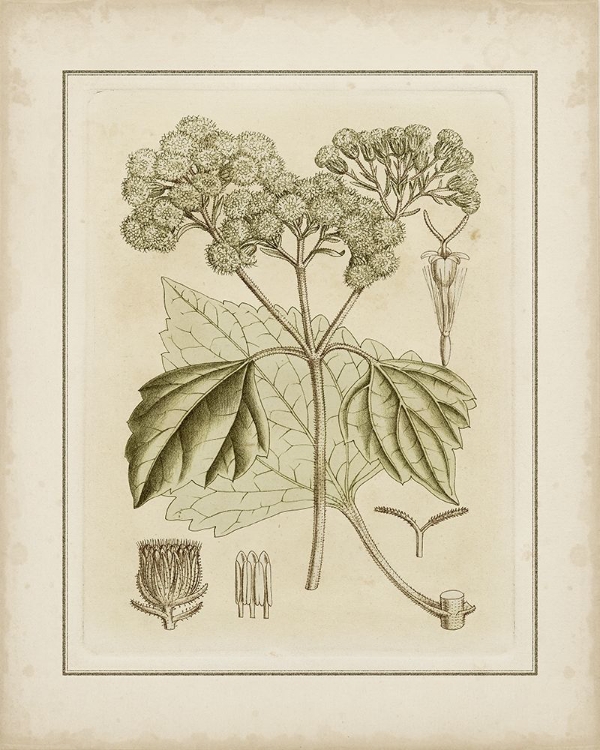 Picture of TINTED BOTANICAL IV 