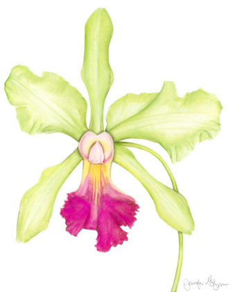 Picture of ORCHID BEAUTY III