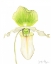 Picture of ORCHID BEAUTY IV