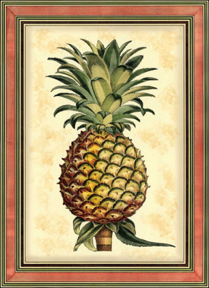 Picture of PINEAPPLE SPLENDOR II