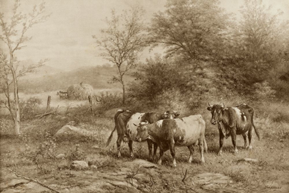 Picture of GRAZING CATTLE