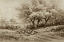 Picture of HERDING SHEEP