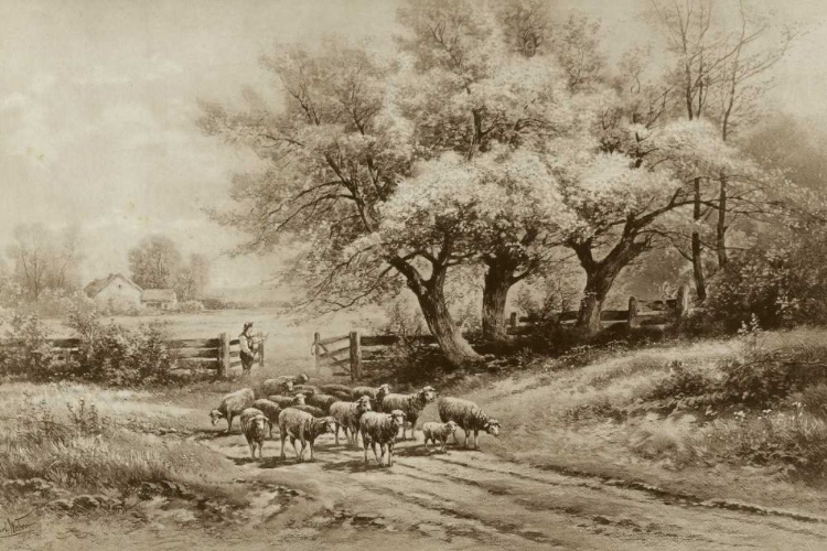 Picture of HERDING SHEEP