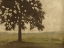 Picture of SHENANDOAH VISTA I (ASH)