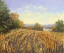 Picture of CORN ROWS