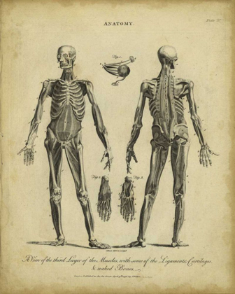 Picture of ANATOMY STUDY II