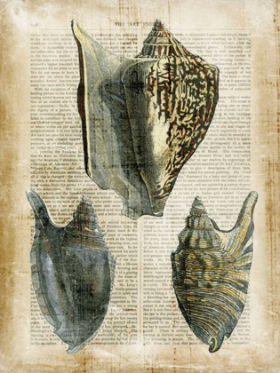 Picture of ANTIQUARIAN SEASHELLS I