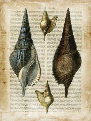 Picture of ANTIQUARIAN SEASHELLS II