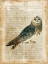 Picture of ANTIQUARIAN BIRDS I