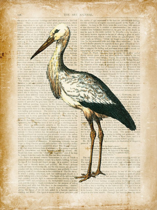 Picture of ANTIQUARIAN BIRDS II