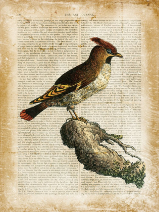 Picture of ANTIQUARIAN BIRDS III