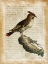 Picture of ANTIQUARIAN BIRDS III