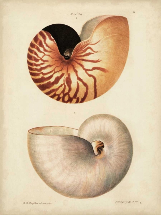 Picture of ANTIQUE NAUTILUS I