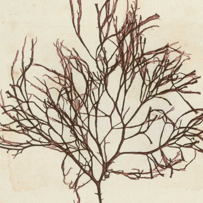 Picture of BRILLIANT SEAWEED II