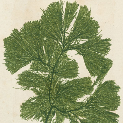 Picture of BRILLIANT SEAWEED IV